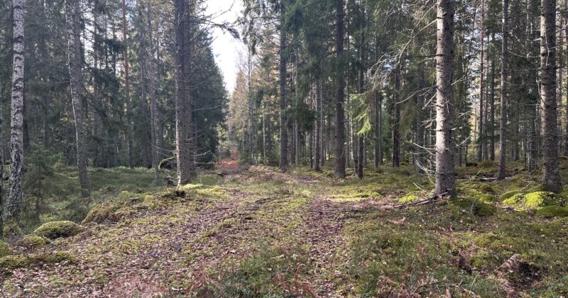 På sidan av vägen